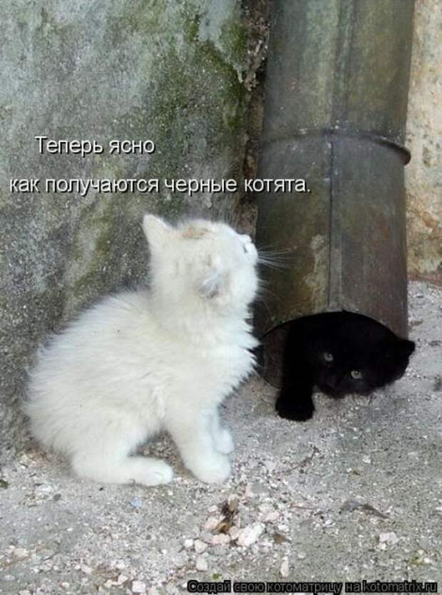 смешные фото с маленькими котятами