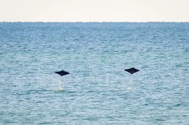 ���� � ������� ��� �������� ���������� � ���� ��������