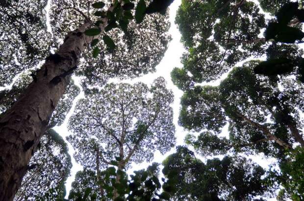 застенчивость кроны застенчивость кроны