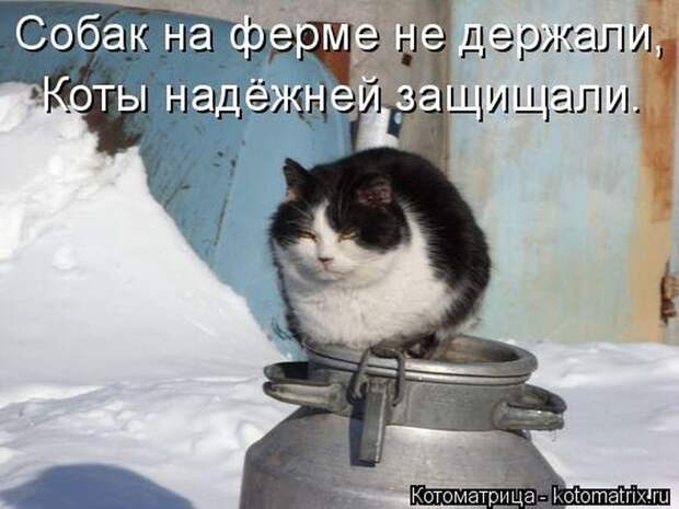 Лучшие котоматрицы недели