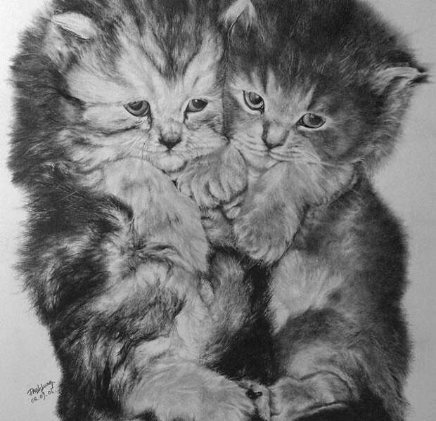 Реалистичные рисунки карандашом коты (3)