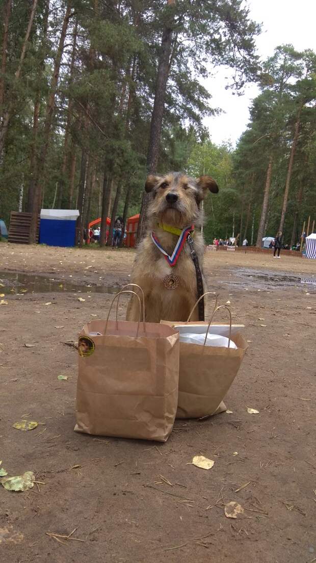 помощь собаке пес с медалью