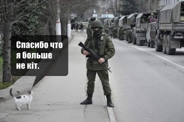 6. Вежливые коты влиятельные, живут, коты