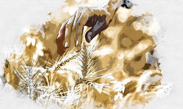 Суперсилу «Зюгановки» распространят на 80 гектарах земли в Орловской области