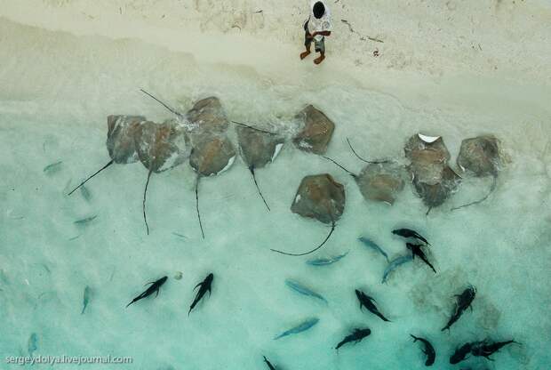 Кормление скатов на Мальдивах мальдивы, скаты