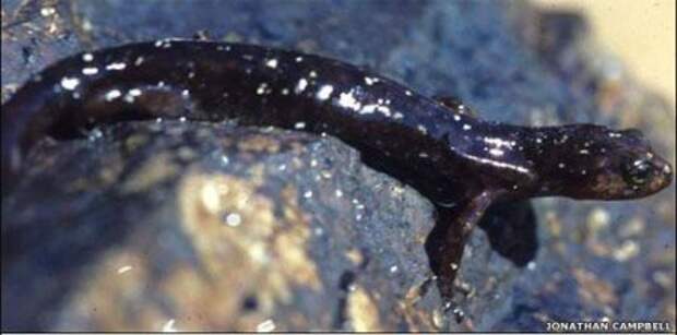 Мексиканскую саламандру Lungless, которая не имеет легких, но дышит через кожу и уголки рта… амфибии, животные, лягушки, саламандры, ученые, факты