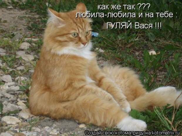 Новая котоматрица на Бугаге (28 фото)