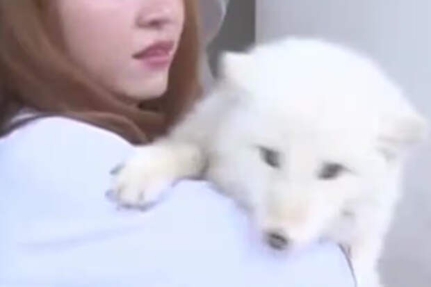 Женщина купила дорогого щенка и вырастила из него лисицу