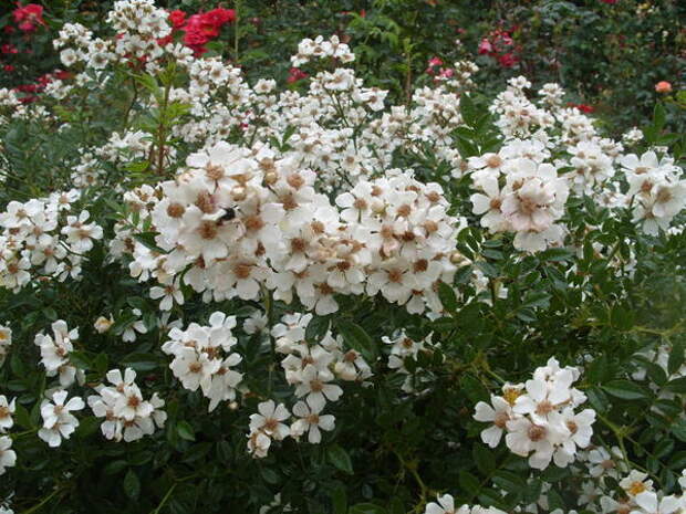 Почвопокровная роза сорт Nozomi