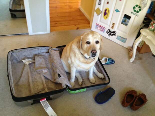 15 животных, которые отказываются верить, что их не берут с собой takemewithyou06 15 животных, которые отказываются верить, что их не берут с собой