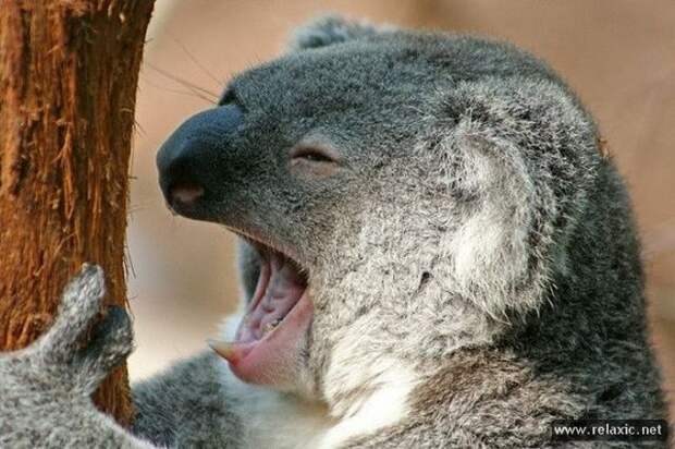 funny_animals_039