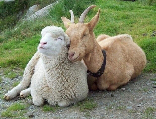 овца и козел