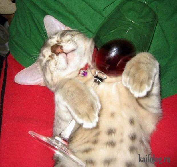 Прикольные коты (55 фото)
