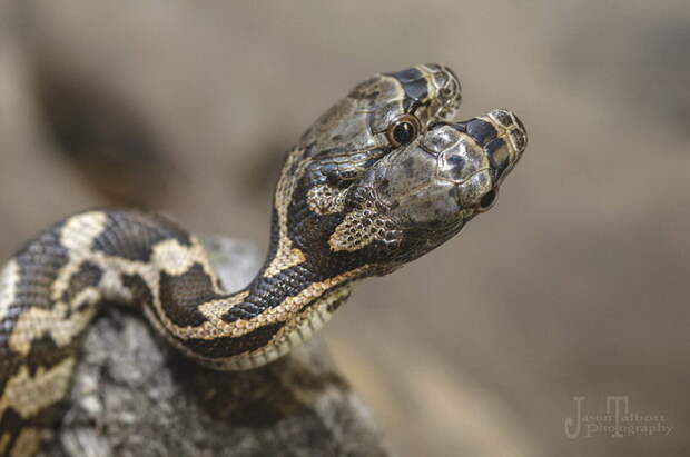 Двуглавая змея в фотографиях Jason Talbott
