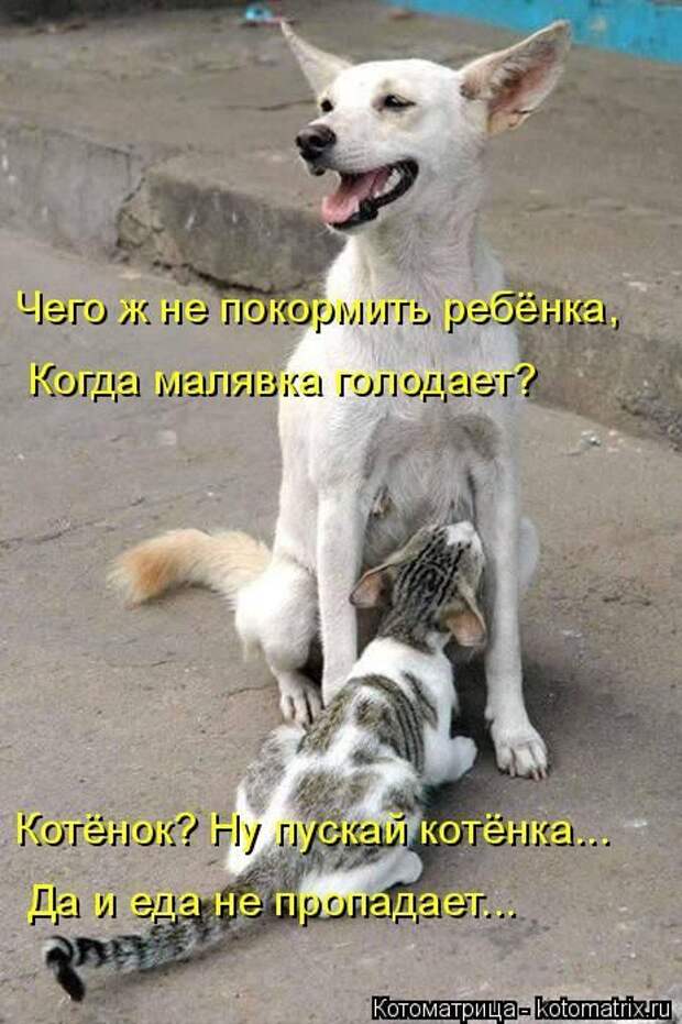 Лучшие котоматрицы недели