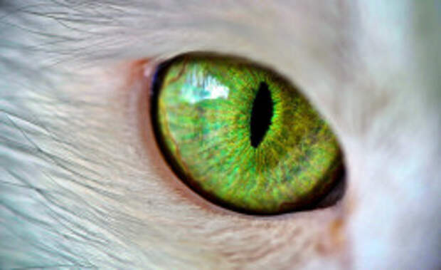 Загадочные кошачьи глаза издавна манят своим мистицизмом. В древние времена по их зрачкам определяли время.