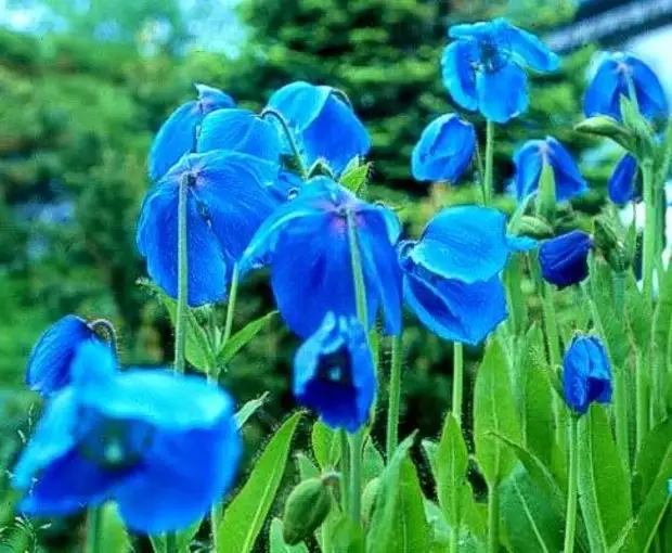 Romo лазоревый пр. Цветочек Лазоревый. Лазоревый цвет. Цветы лазоревые синие. Лазоревый цветок фото растения.