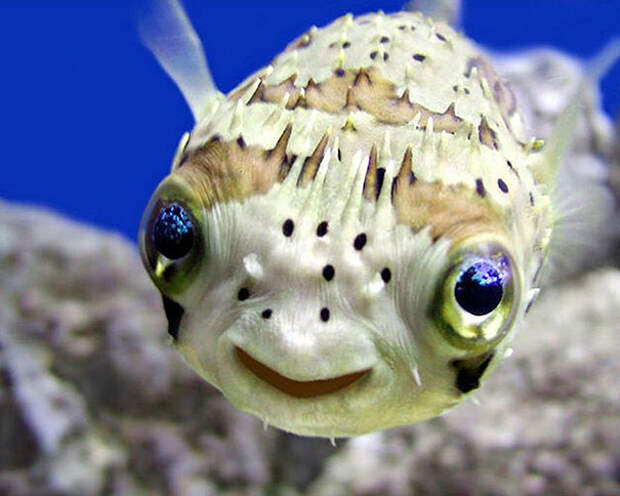 улыбающаяся рыба
