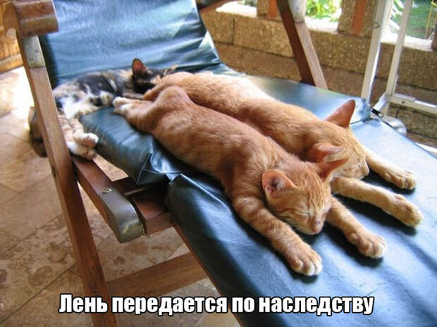 Прикольные картинки. Вечерний выпуск (56 фото)