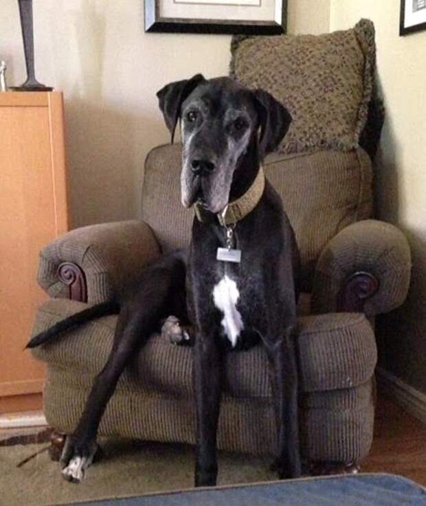 This week on Meet the Giants, the Great Dane! Come learn about this majestic breed with us!