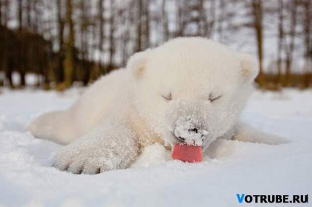 Животные, которые видят снег впервые в жизни. Эти волшебные фото подарят тебе зимнее настроение! Выпуск 454 (17 фото)
