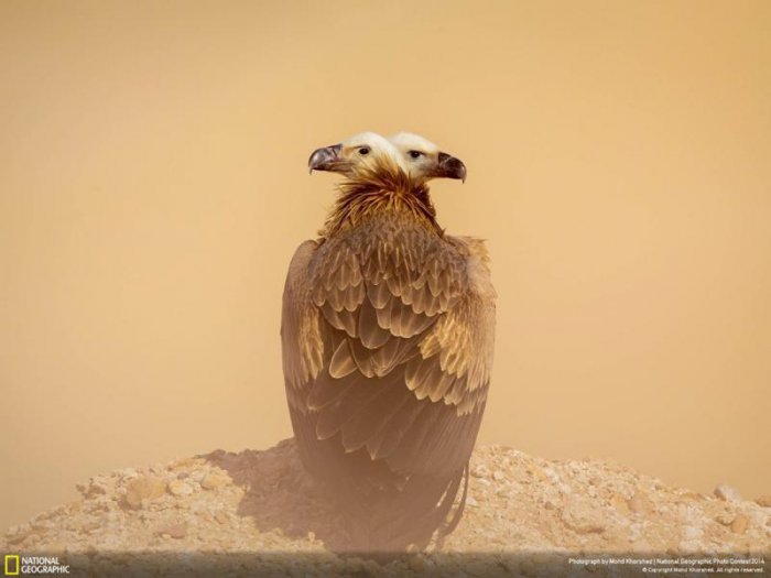 Лучшие фотографии National Geographic ноября 2014 (10 фото)
