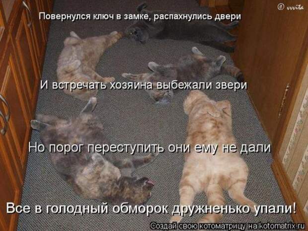 котоматрицы (50 фото) котоматрицы (50 фото)