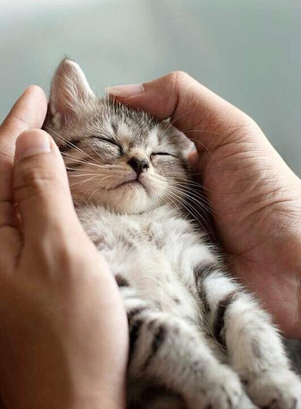 50 очаровательных спящих котят