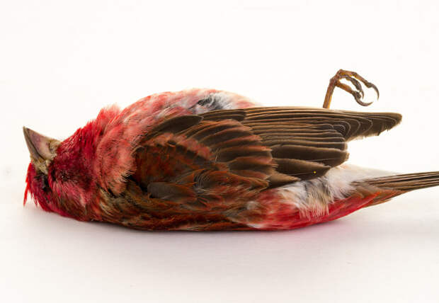 bird