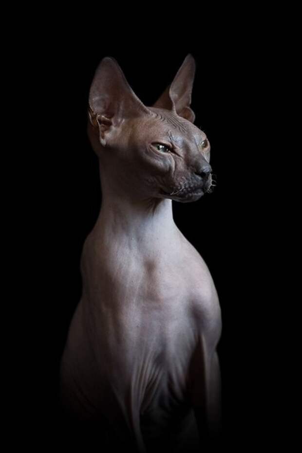 Фотографии котов сфинксов Alicia Rius-3