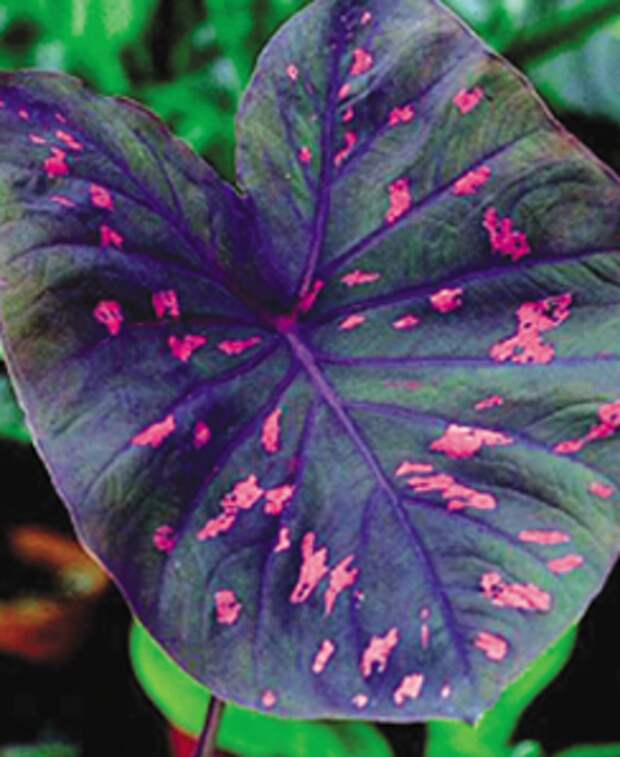 Каладиум Биколор (Caladium Bi-Color)