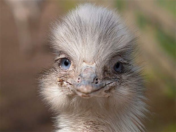 Улыбайся! животные, юмор