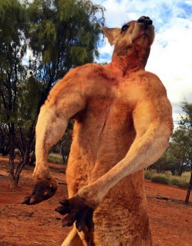 Двухметровый-кенгуру гопник. Которого боятся даже смотрители