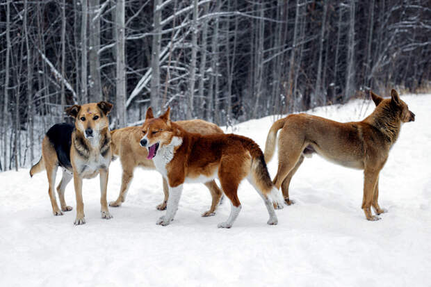 Mash: в Красноярске бездомные собаки напала на ребенка