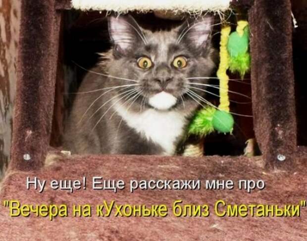 1354871658_kotomau3