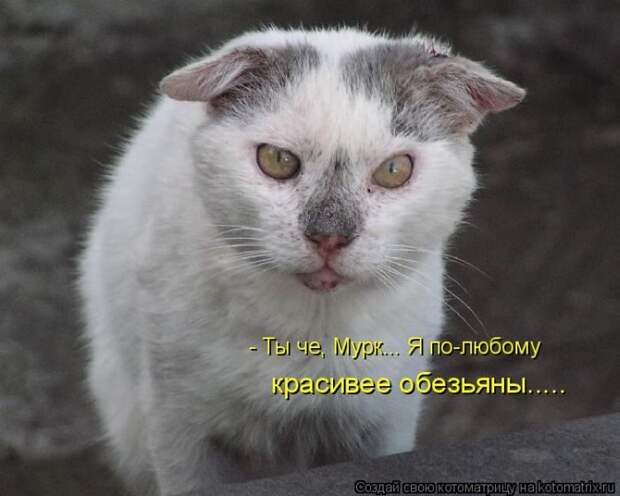 Лучшие котоматрицы недели