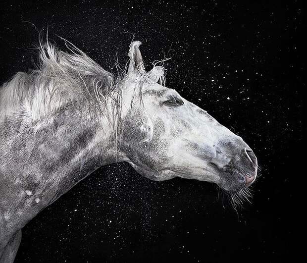 Horsei 9 Грация прекрасных лошадей в фотопроекте Equus