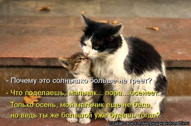 Лучшие котоматрицы недели (50 фото)