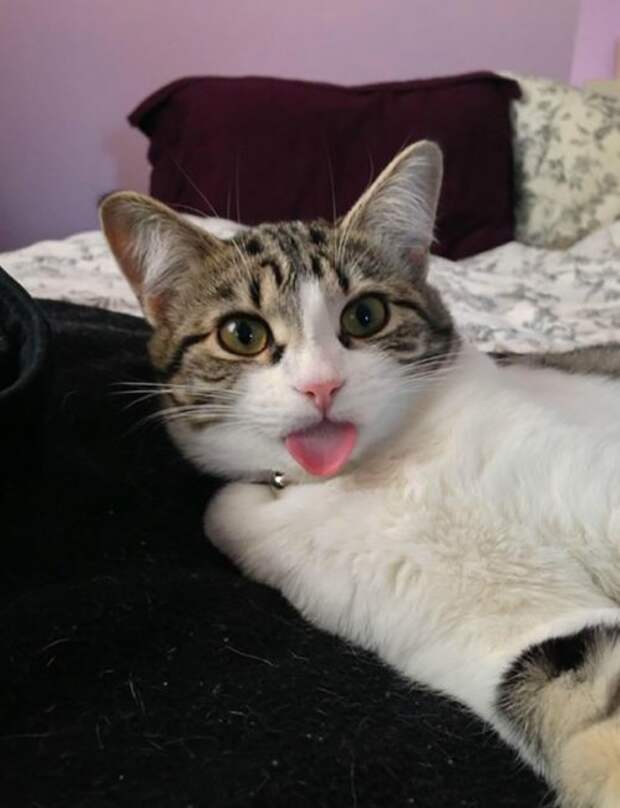 Смешные коты и кошки (21 фото)
