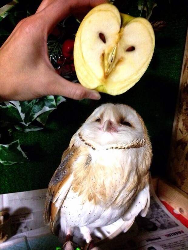 парейдолия 