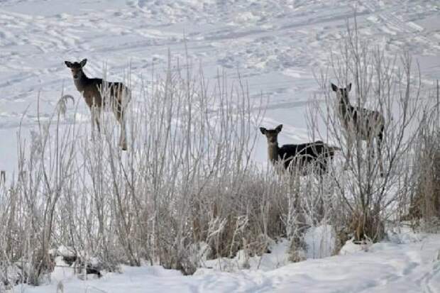 В Тамбовской области участились случаи захода диких животных в населенные пункты