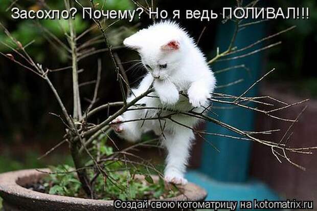 Мысли вслух :)