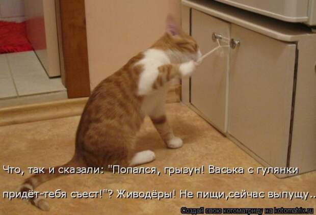 Лучшие котоматрицы недели (50 фото)