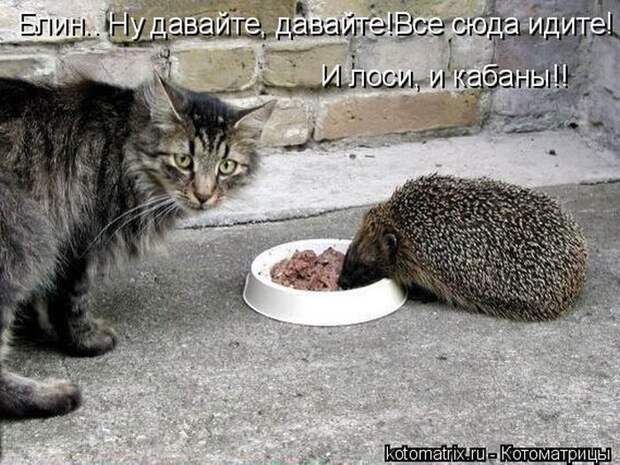 Лучшие котоматрицы недели