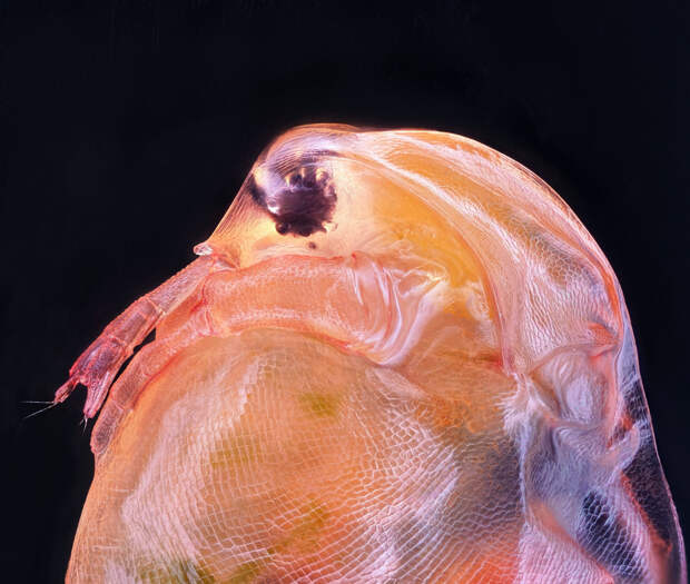 Победители конкурса микрофотографий Nikon Small World 2020