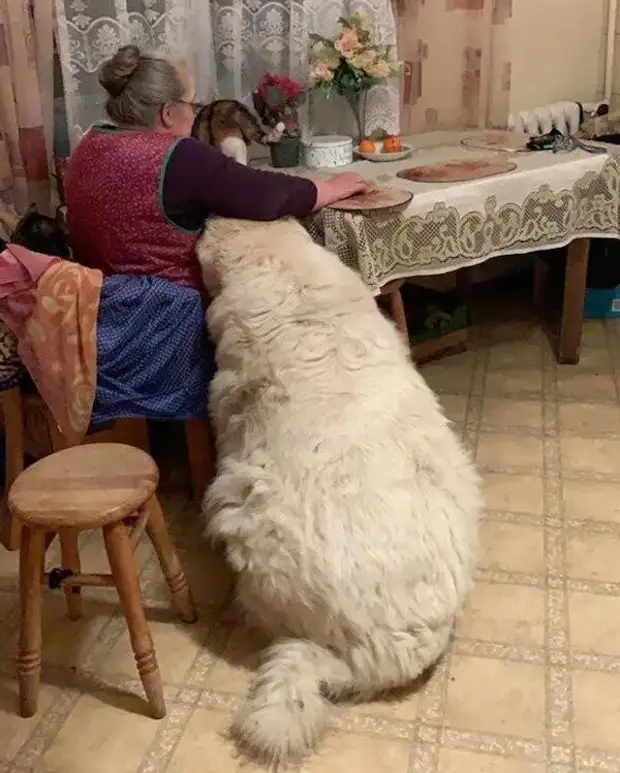 Огромные версии обычных вещей