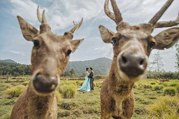 80 лучших свадебных фотографий мира за 2015 год