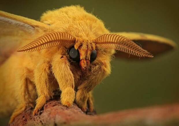 Венесуэльский мотылек-пудель животные, удивительные, фотошоп