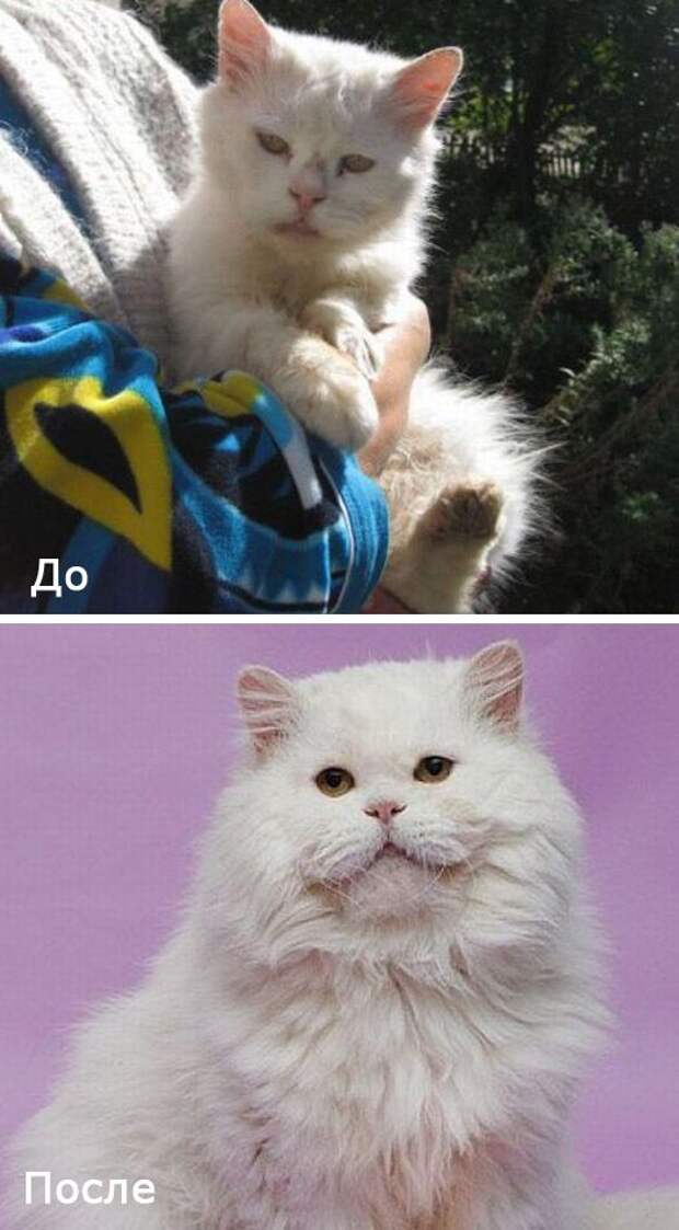 Бездомные кошки в добрых руках