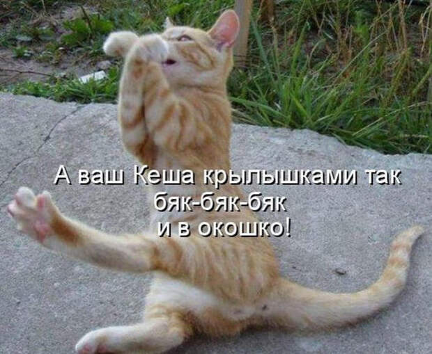Смешные животные из КотоМатрицы (49 шт.)